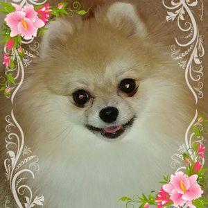 Meet your Posher, Virginia